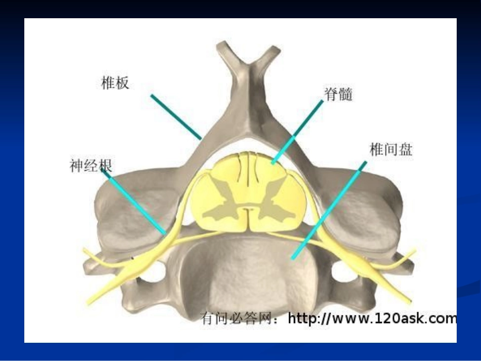 颈椎腰椎保健_第3页