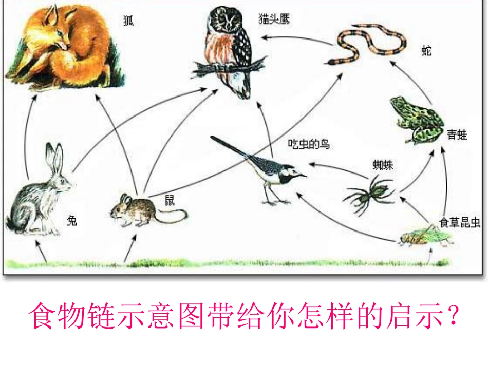 保护野生动物课件_第2页