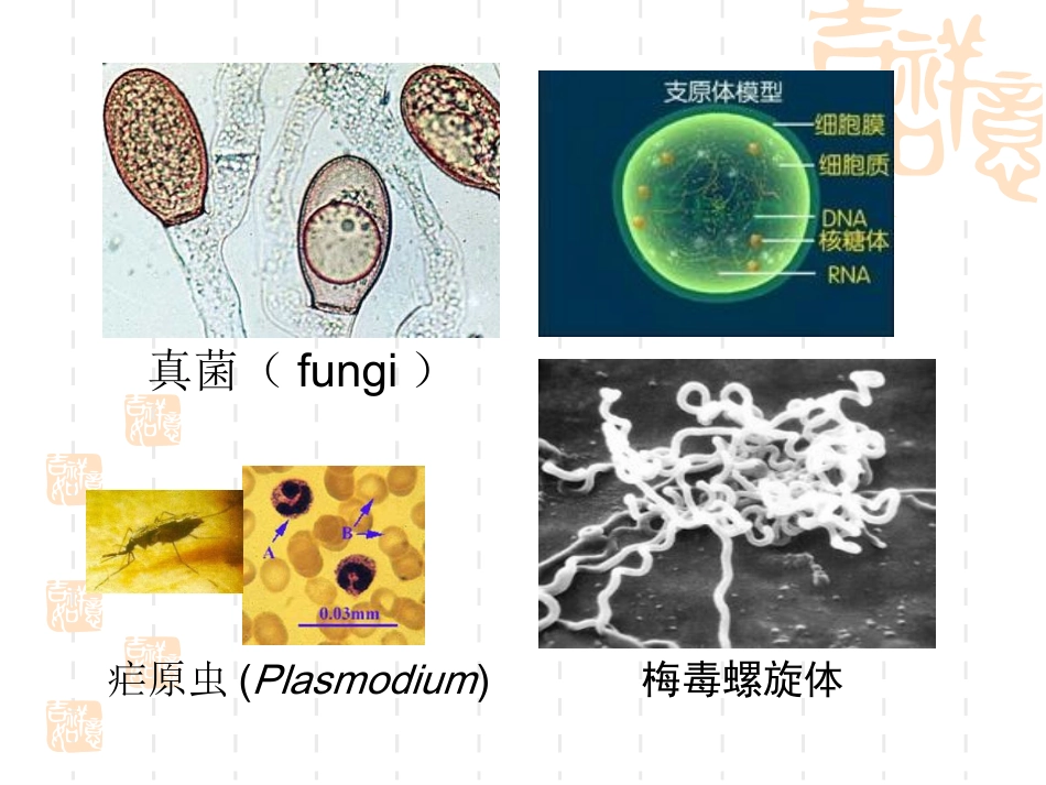 非处方药与家庭用药第四讲_第3页
