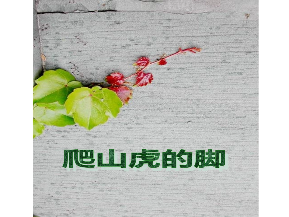 杨显有-爬山虎的脚_第1页