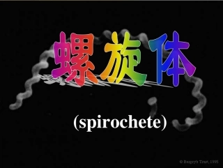 钩端螺旋体病08.6.1