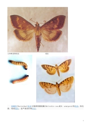 金针虫等图片