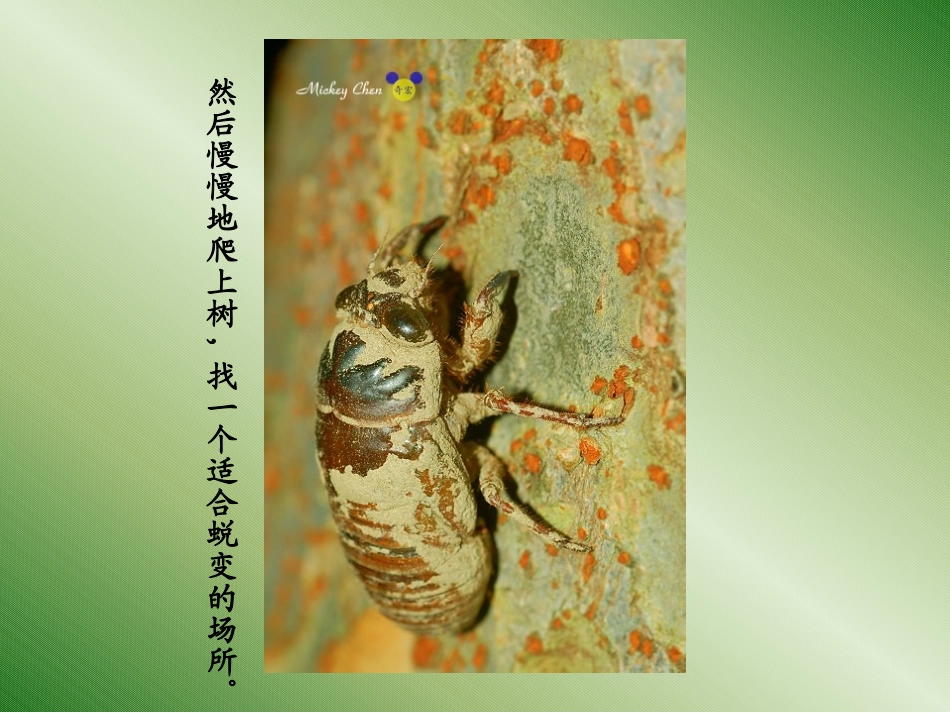金蝉脱壳的全过程_第3页