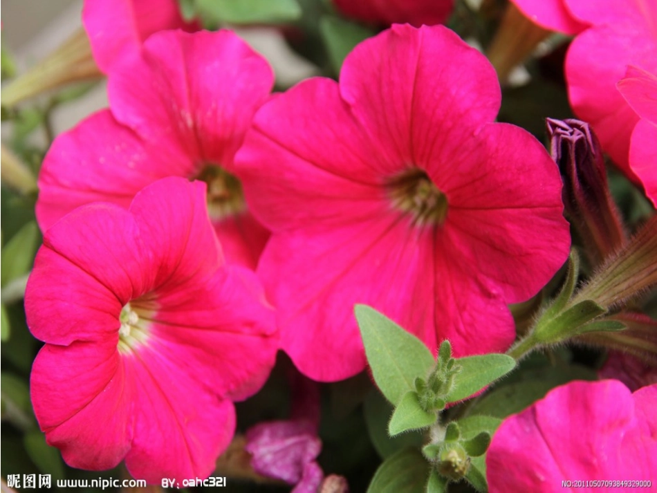 二上语文选读课文《小鸟和牵牛花》课件_第3页