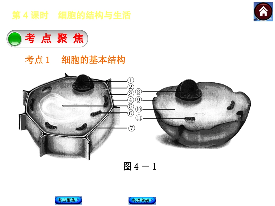 2015生物中考总复习课件（考点聚焦+归类探究+回归教材）：第4课时　细胞的结构与生活_第2页