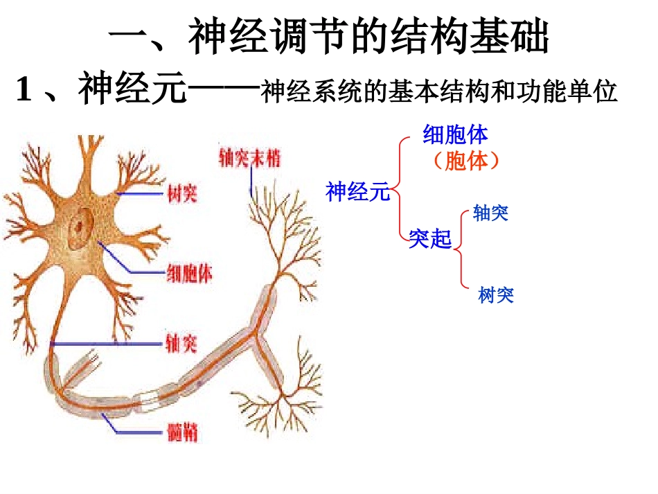 通过神经系统的调节讲课文稿(完成)_第2页