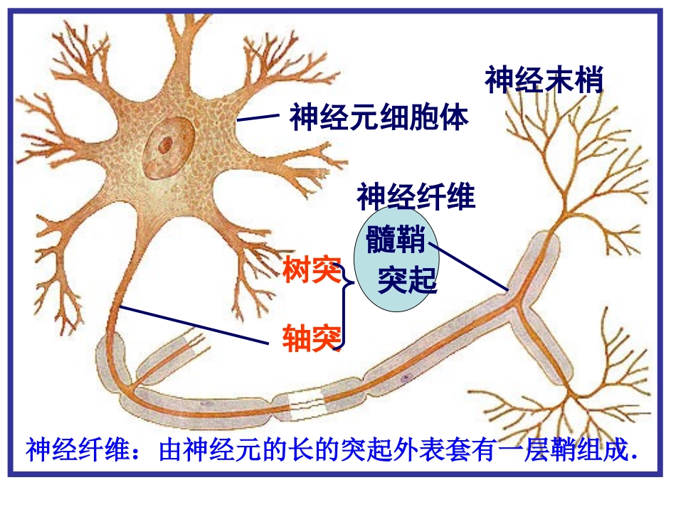 通过神经系统的调节讲课文稿(完成)_第3页