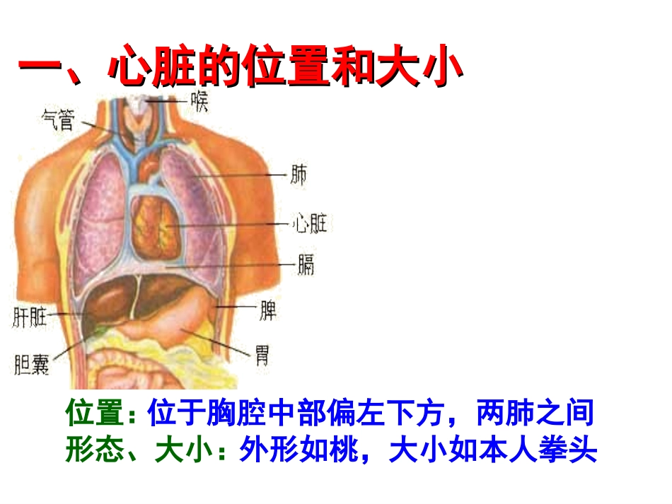 输送血液的泵---心脏_第2页