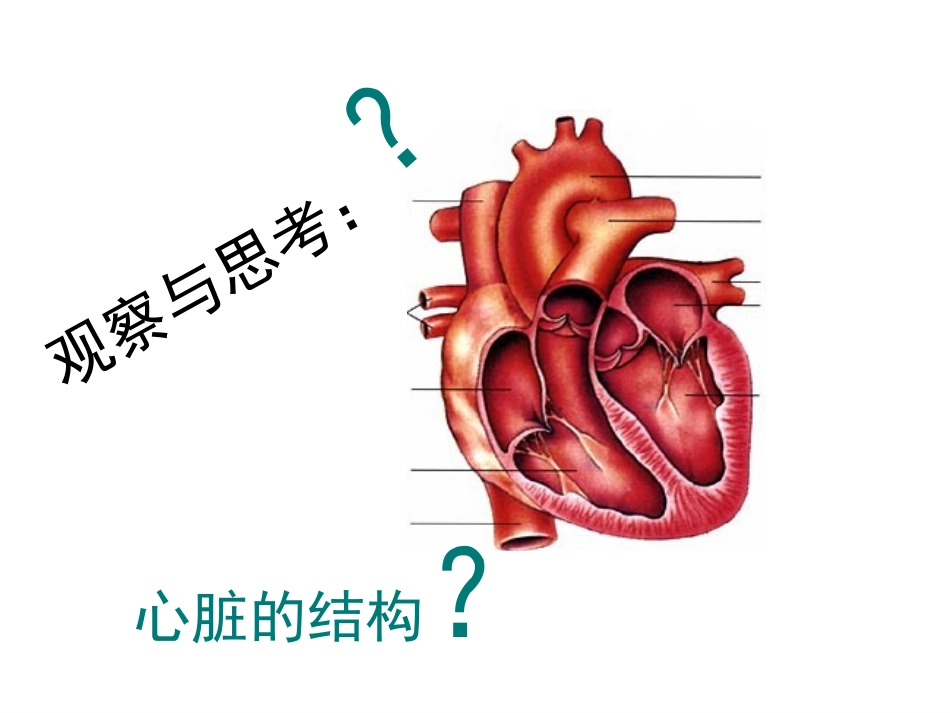 输送血液的泵---心脏_第3页