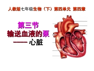 输送血液的泵---心脏