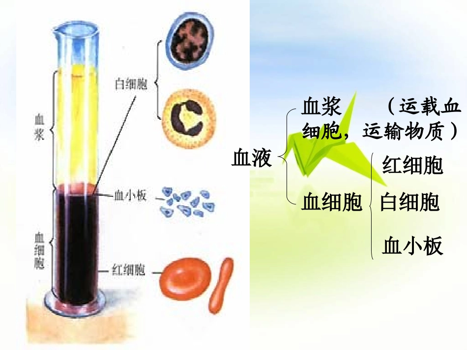 输血与血型-1.ppt_第2页