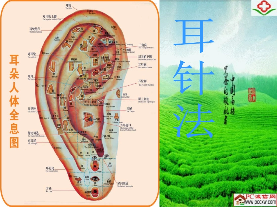 贴耳穴-操作方便非常实用性_第1页