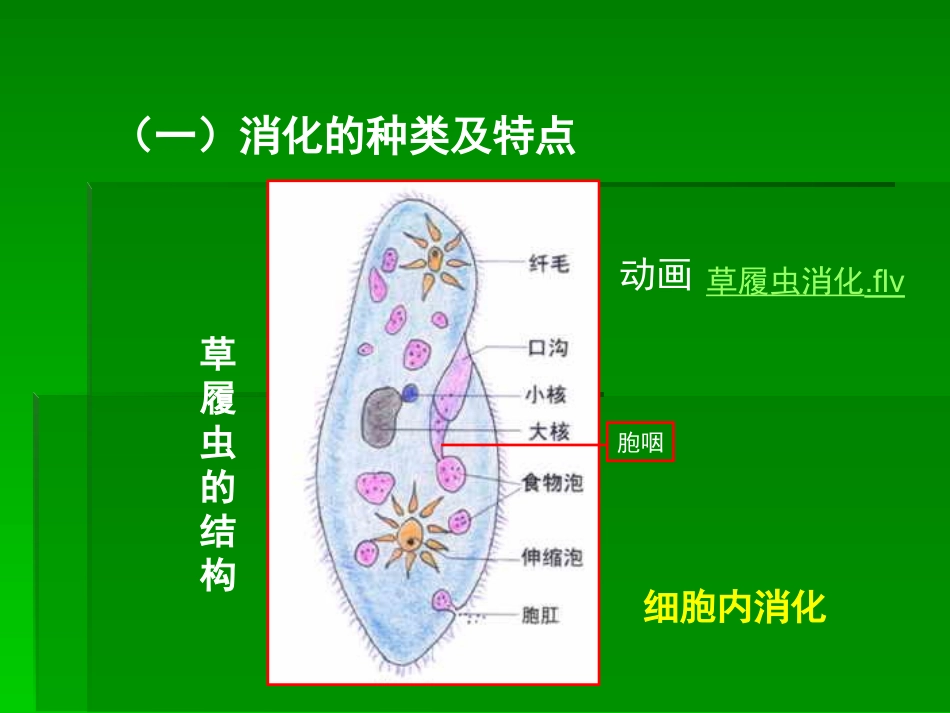 课件 食物的消化_第2页