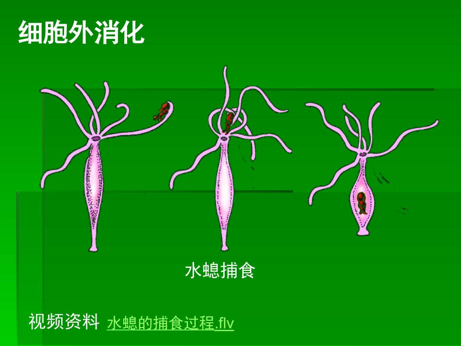 课件 食物的消化_第3页