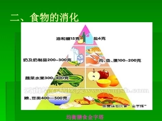 课件 食物的消化