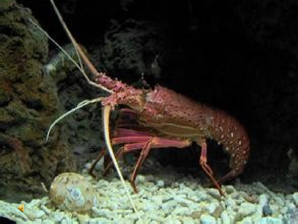 富饶的西沙群岛(第一课时)129_第2页