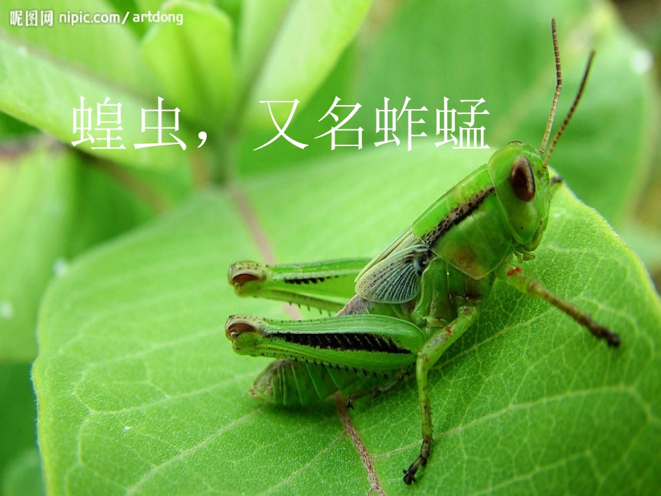 绿色蝈蝈PPT课件 (3)_第2页