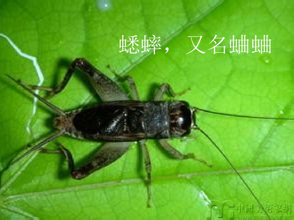 绿色蝈蝈PPT课件 (3)_第3页