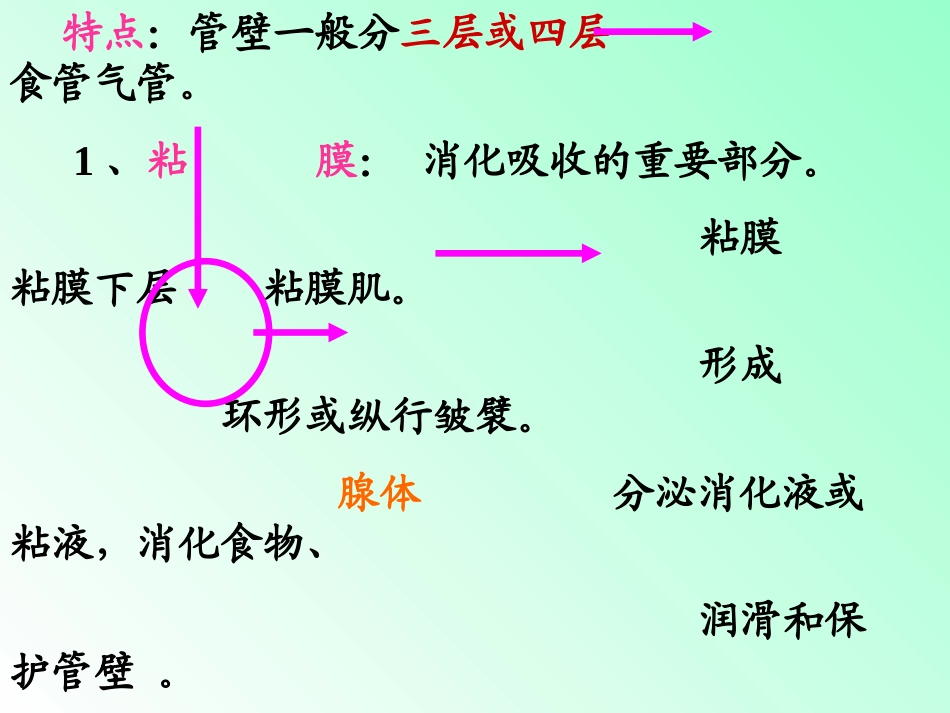 解剖学内脏知识笔记大全_第2页