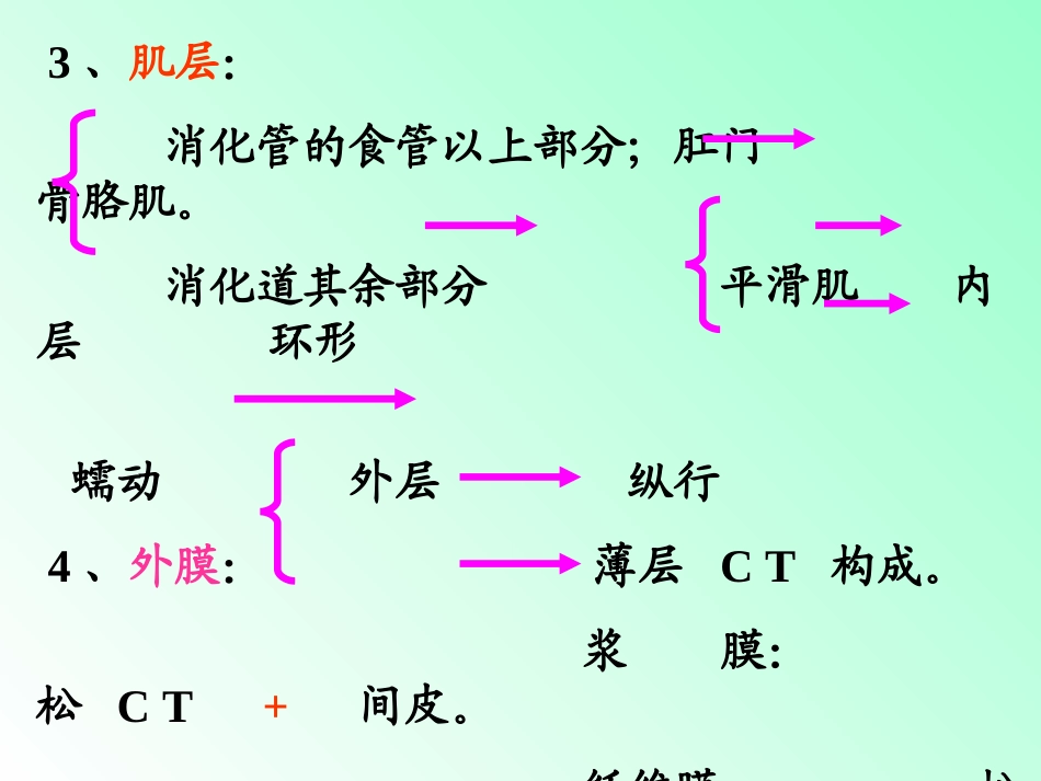 解剖学内脏知识笔记大全_第3页