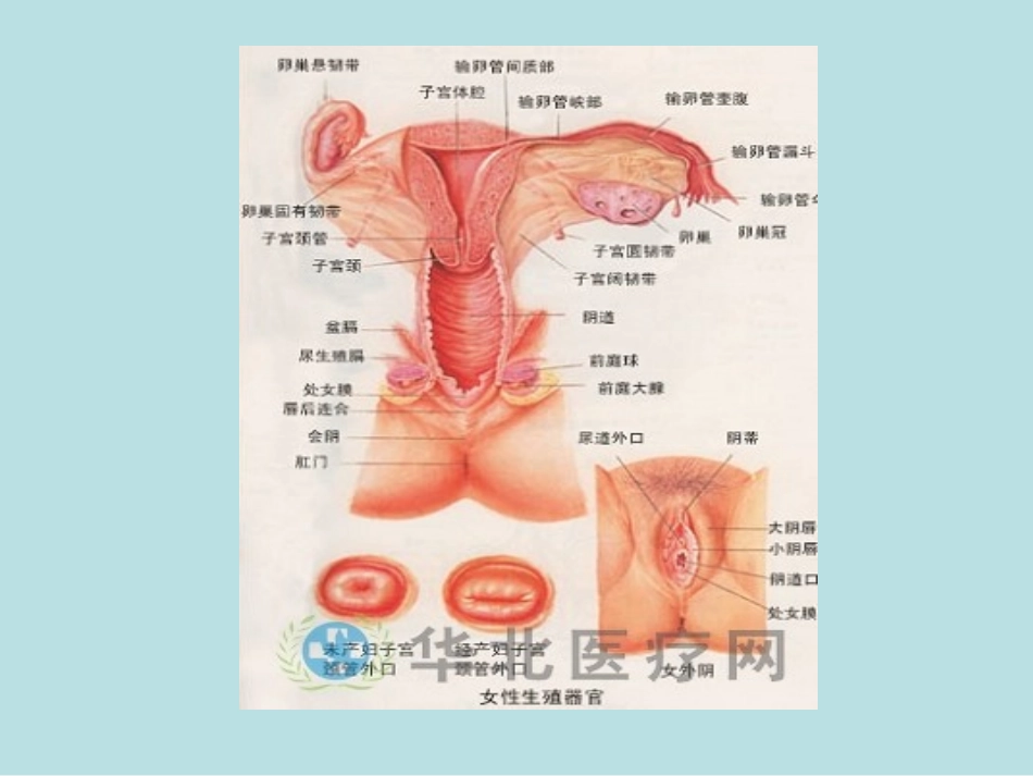 视频配套图 2013妇产配套图_第2页