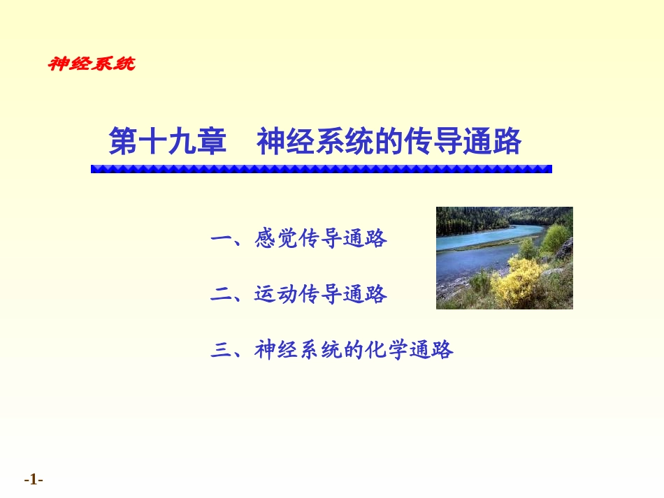 解剖学 传导路_第1页