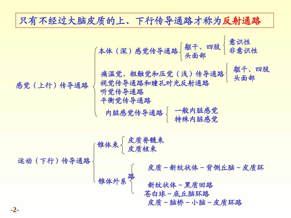 解剖学 传导路_第2页