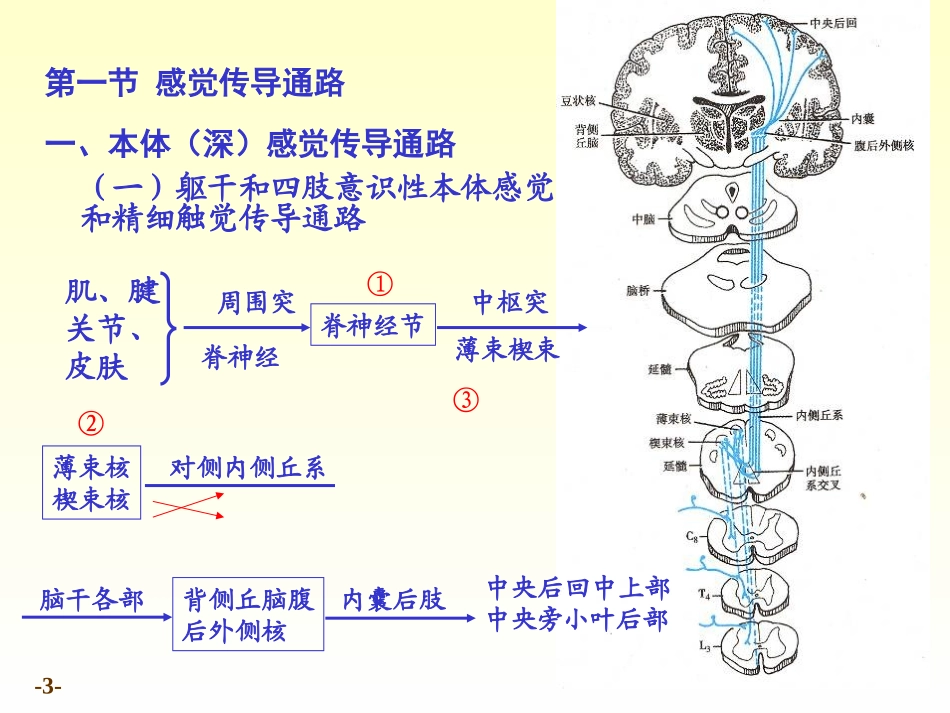 解剖学 传导路_第3页