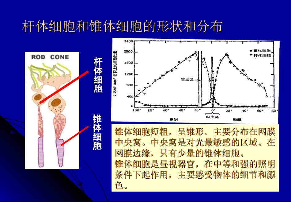 视觉及知觉基本概念_第3页