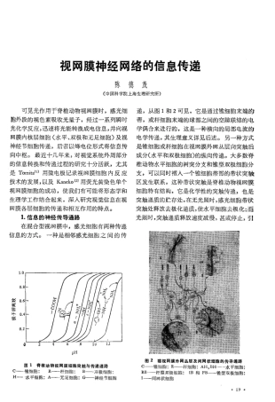 视网膜神经网络的信息传递