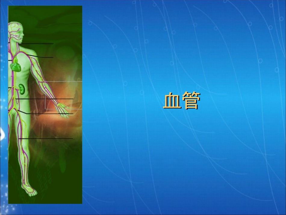 血管结构与组成组图_第1页