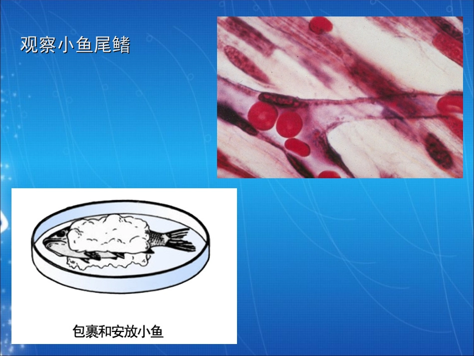血管结构与组成组图_第2页