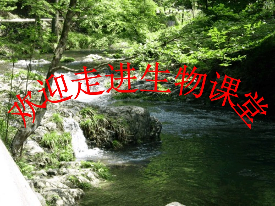 血流的管道-血管ppt_第1页
