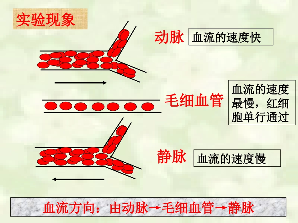 血流的管道-血管ppt_第3页