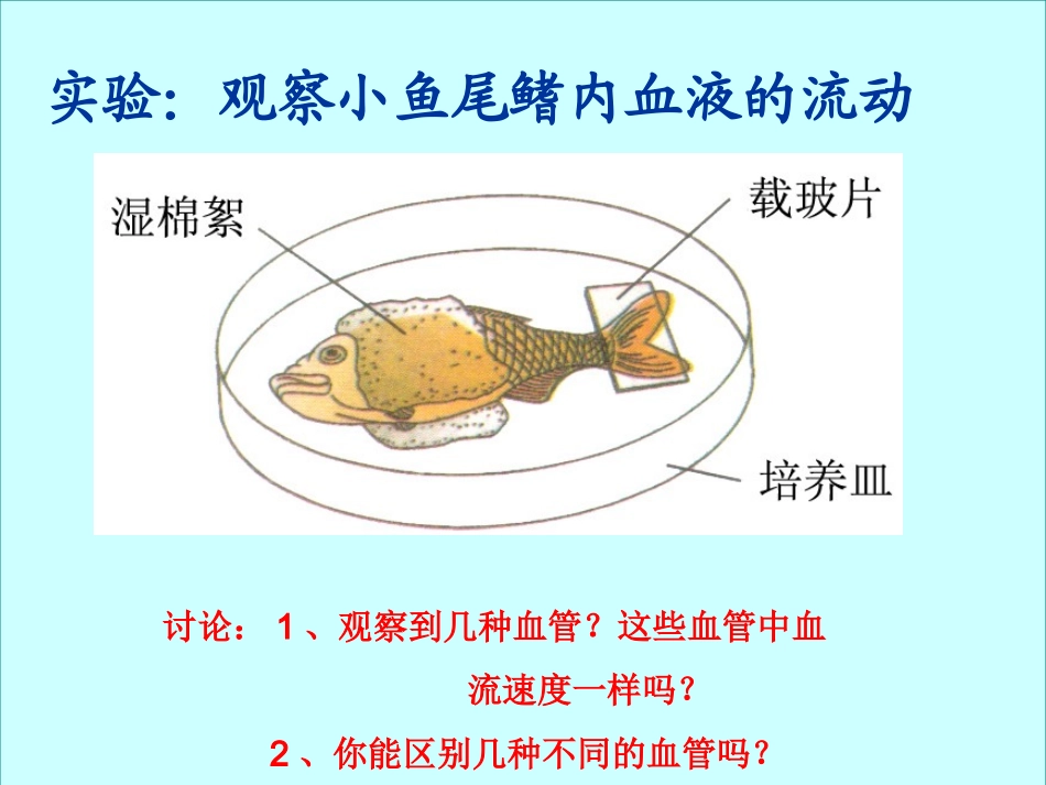 血流的管道-血管(完整版)_第2页