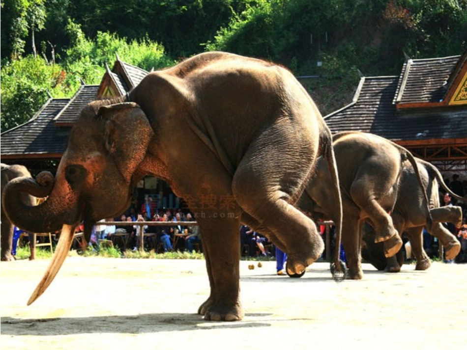 、《彩色的非洲》_第3页