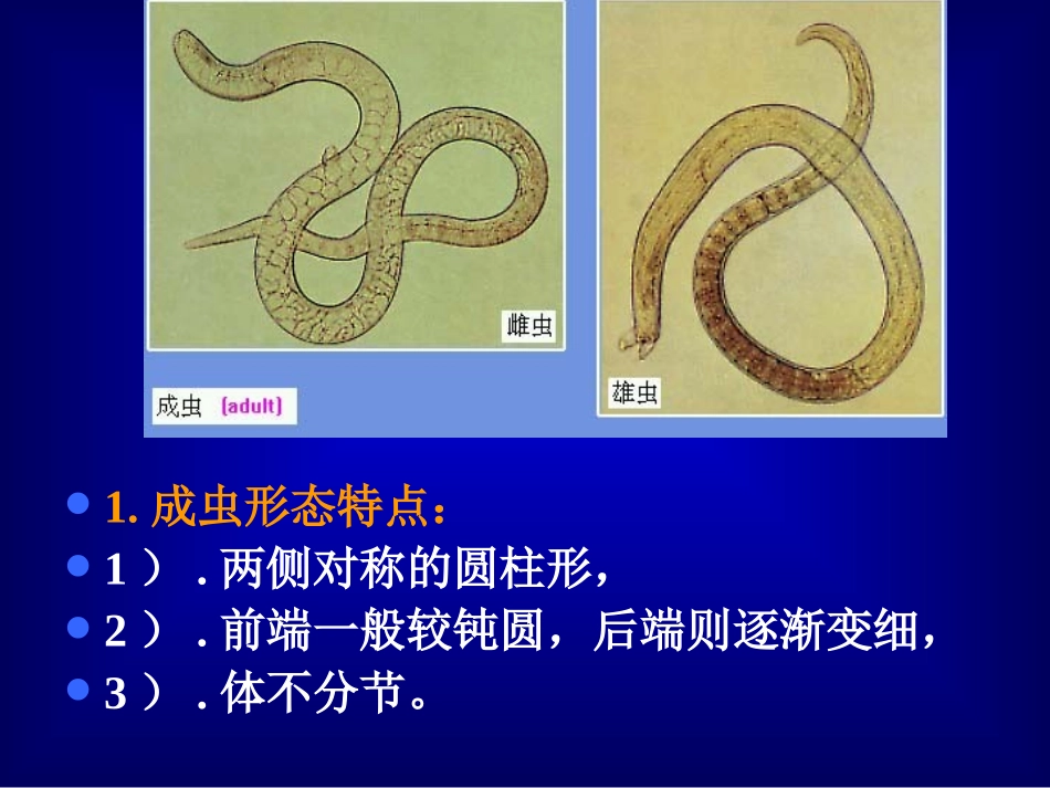 蛔虫,鞭虫,蛲虫_第3页
