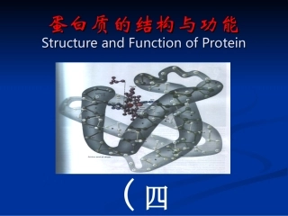 蛋白质结构与功能3ppt