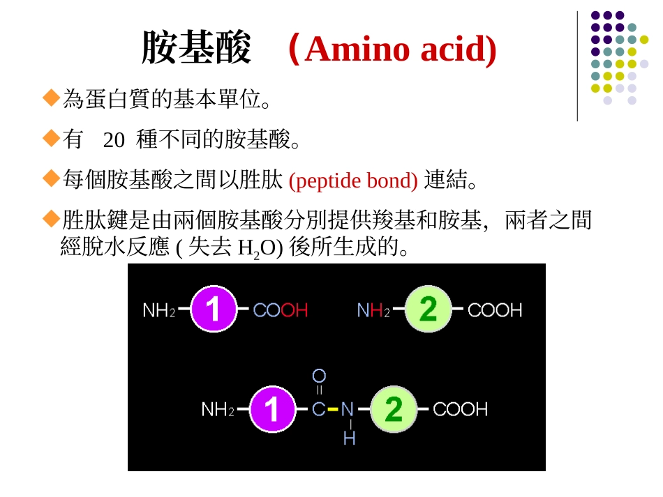 蛋白质的基本单位_第2页