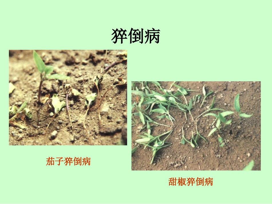 蔬菜主要病虫害分析_第1页