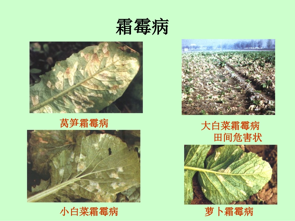 蔬菜主要病虫害分析_第2页