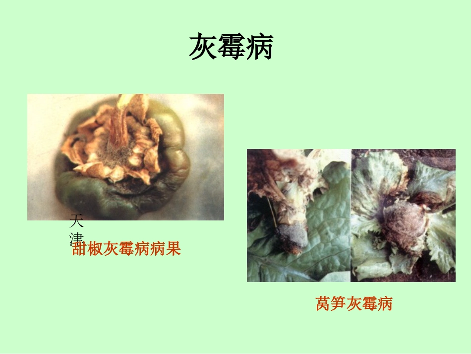 蔬菜主要病虫害分析_第3页