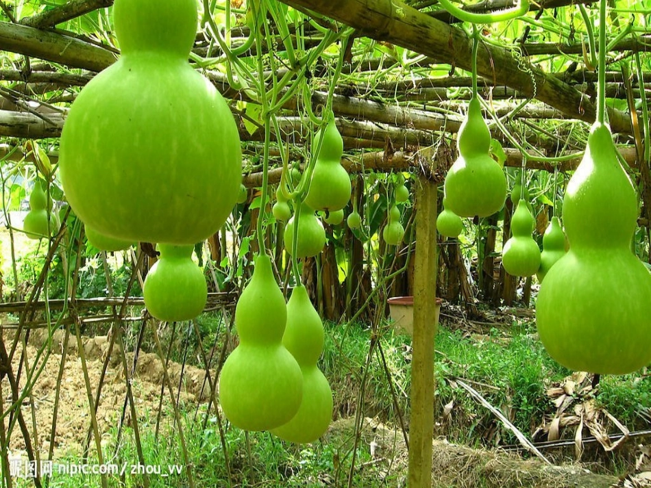 我要的是葫芦课件_第2页