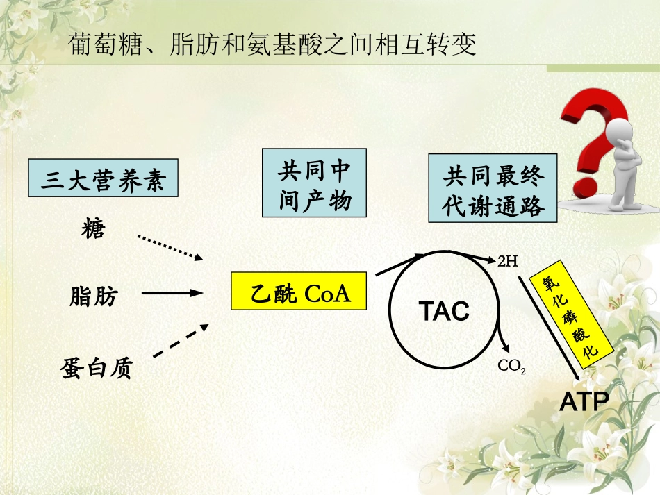葡萄糖、脂肪和氨基酸之间相互转变的途径和枢纽_第2页