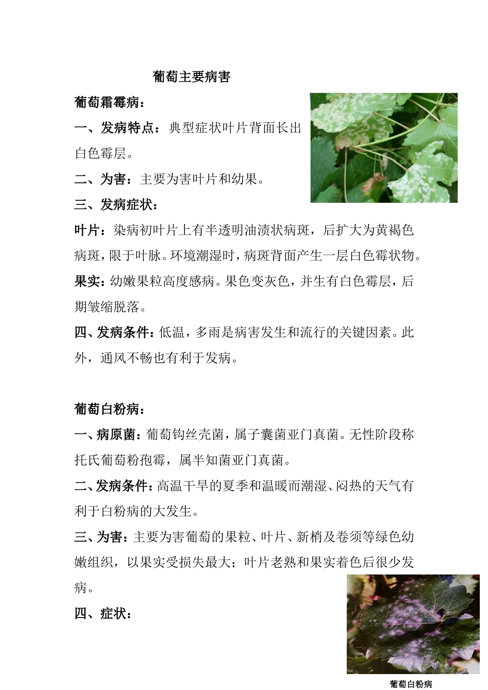 葡萄主要病害_第1页