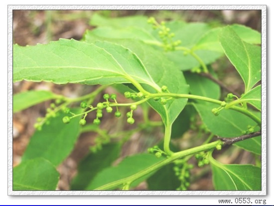 药用植物学——五味子详解_第2页