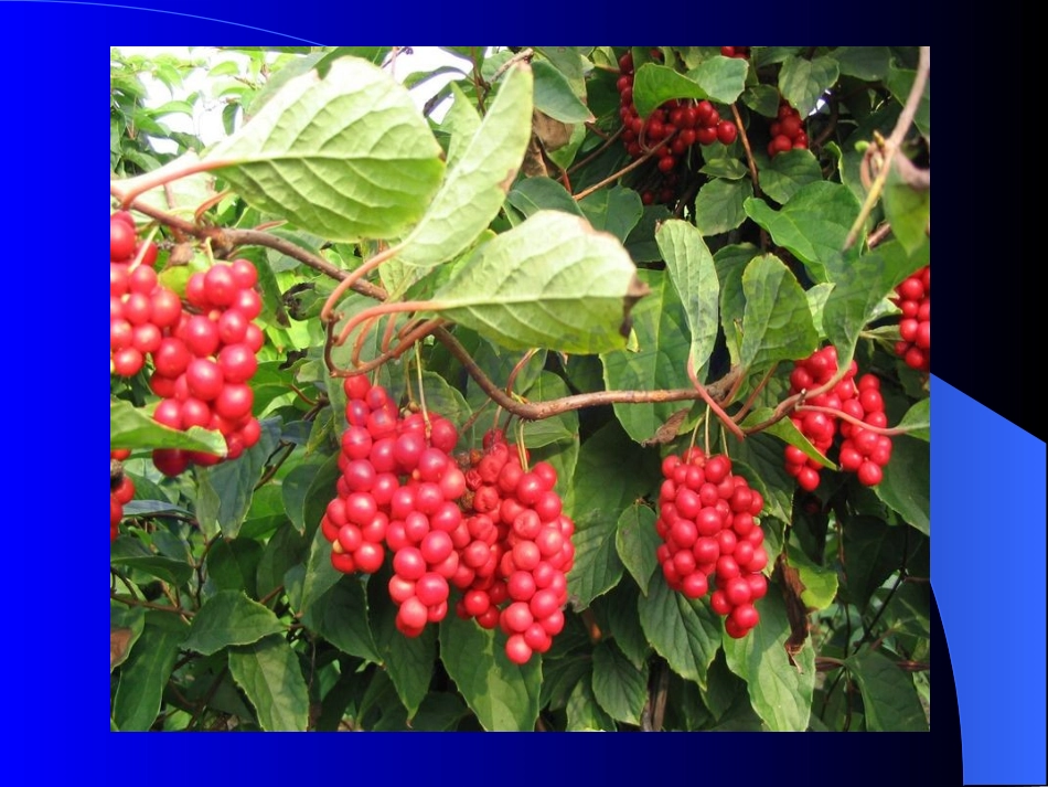 药用植物学——五味子详解_第3页