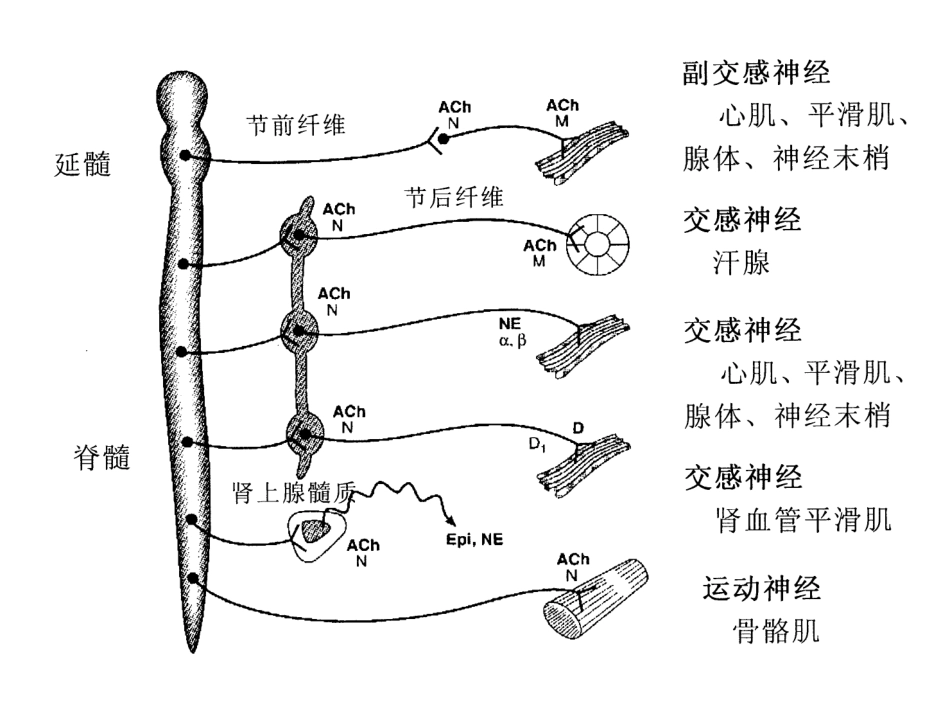 药理讲义传出神经021_第2页