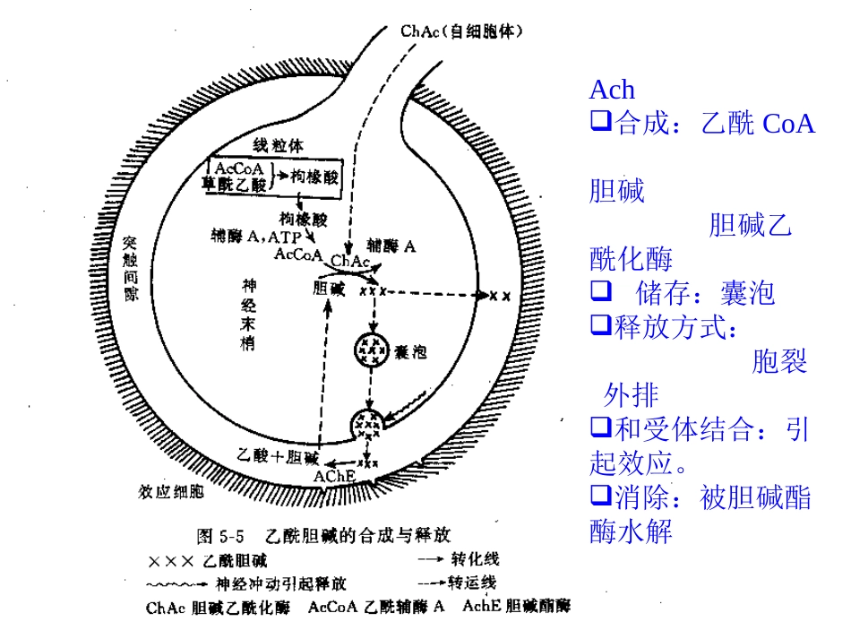 药理讲义传出神经021_第3页