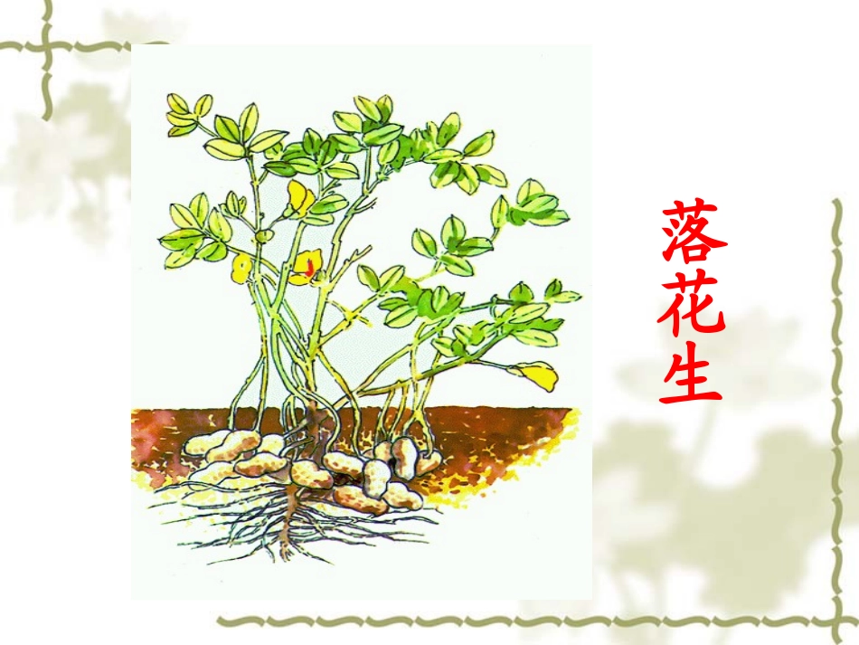 《落花生》课件 (2)_第2页